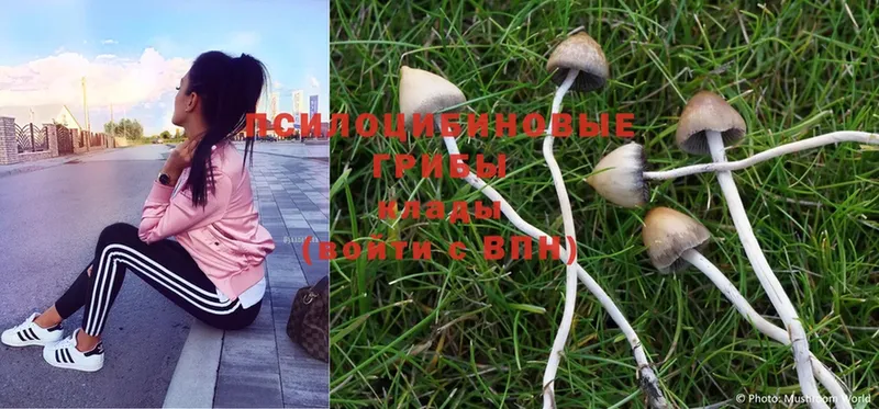 Галлюциногенные грибы MAGIC MUSHROOMS  Протвино 